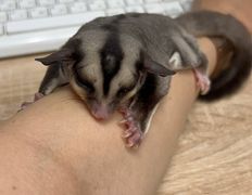 Ветклиника Айдавет, Наши пациенты - фото 13