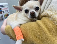 Ветклиника Айдавет, Наши пациенты - фото 6