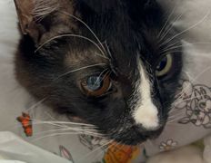 Ветклиника Айдавет, Наши пациенты - фото 7