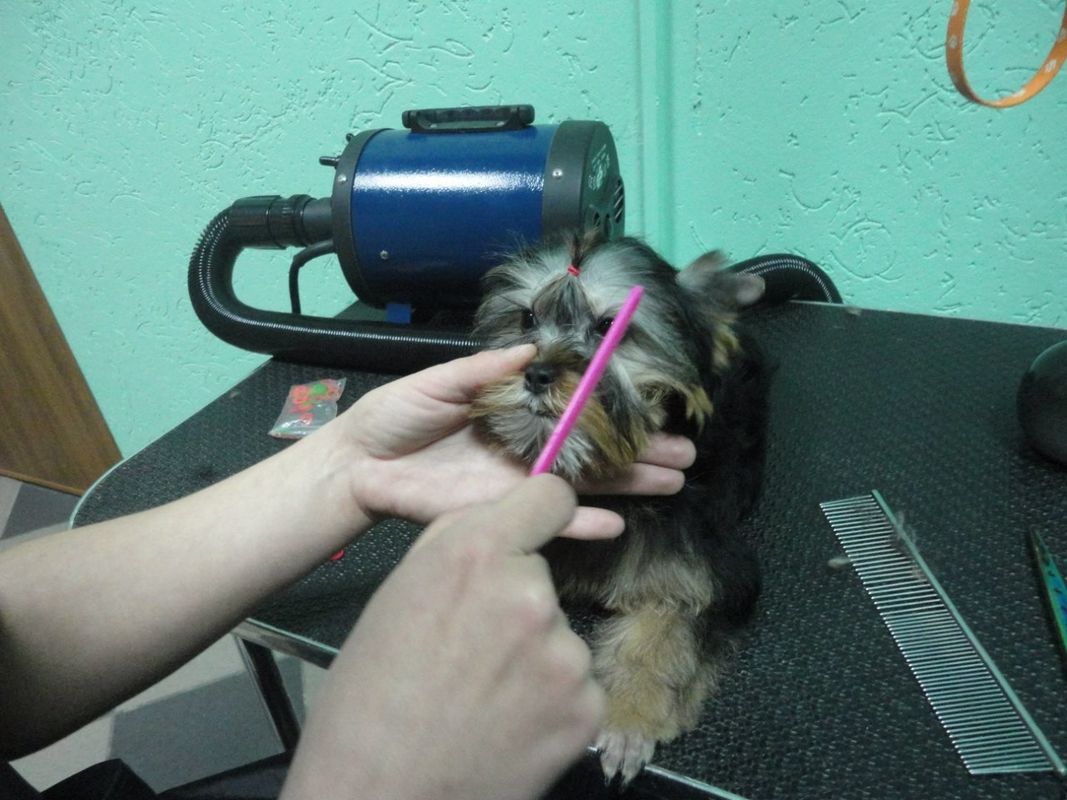 Галерея Ветеринарный центр «Семь жизней» - фото 3268335