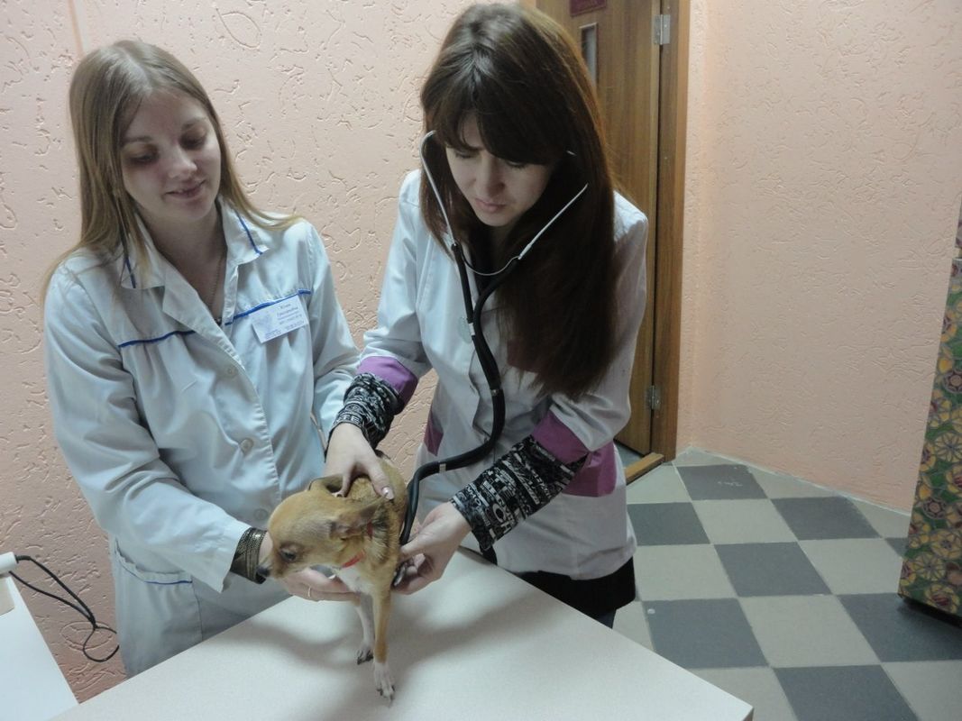 Галерея Ветеринарный центр «Семь жизней» - фото 3268295