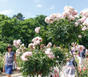Фестиваль роз, фото № 30